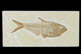 Fossil Fish (Diplomystus) - Green River Formation #137973-1